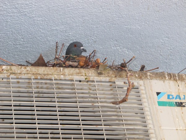 Como ahuyentar las palomas 